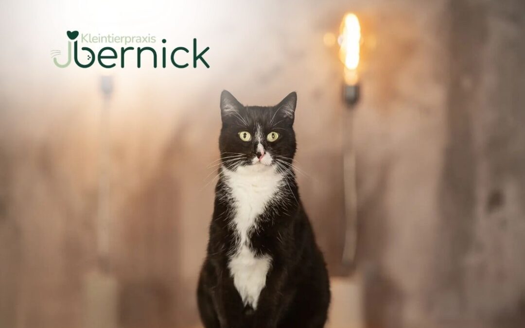 Ausbildung zur/zum Tiermedizinischen Fachangestellte/n (m/w/d) in 89077 Ulm