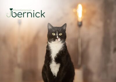 Ausbildung zur/zum Tiermedizinischen Fachangestellte/n (m/w/d) in 89077 Ulm