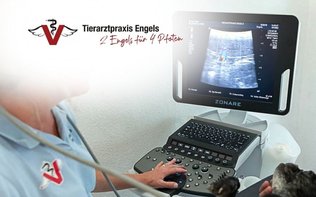 Tierarzt/-ärztin (m/w/d) mit Schwerpunkt Chirurgie in 50823 Köln