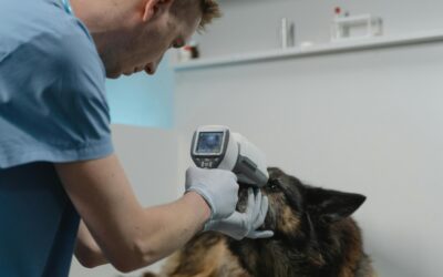 Transparenz in der Tiermedizin – fair, verständlich und nachvollziehbar